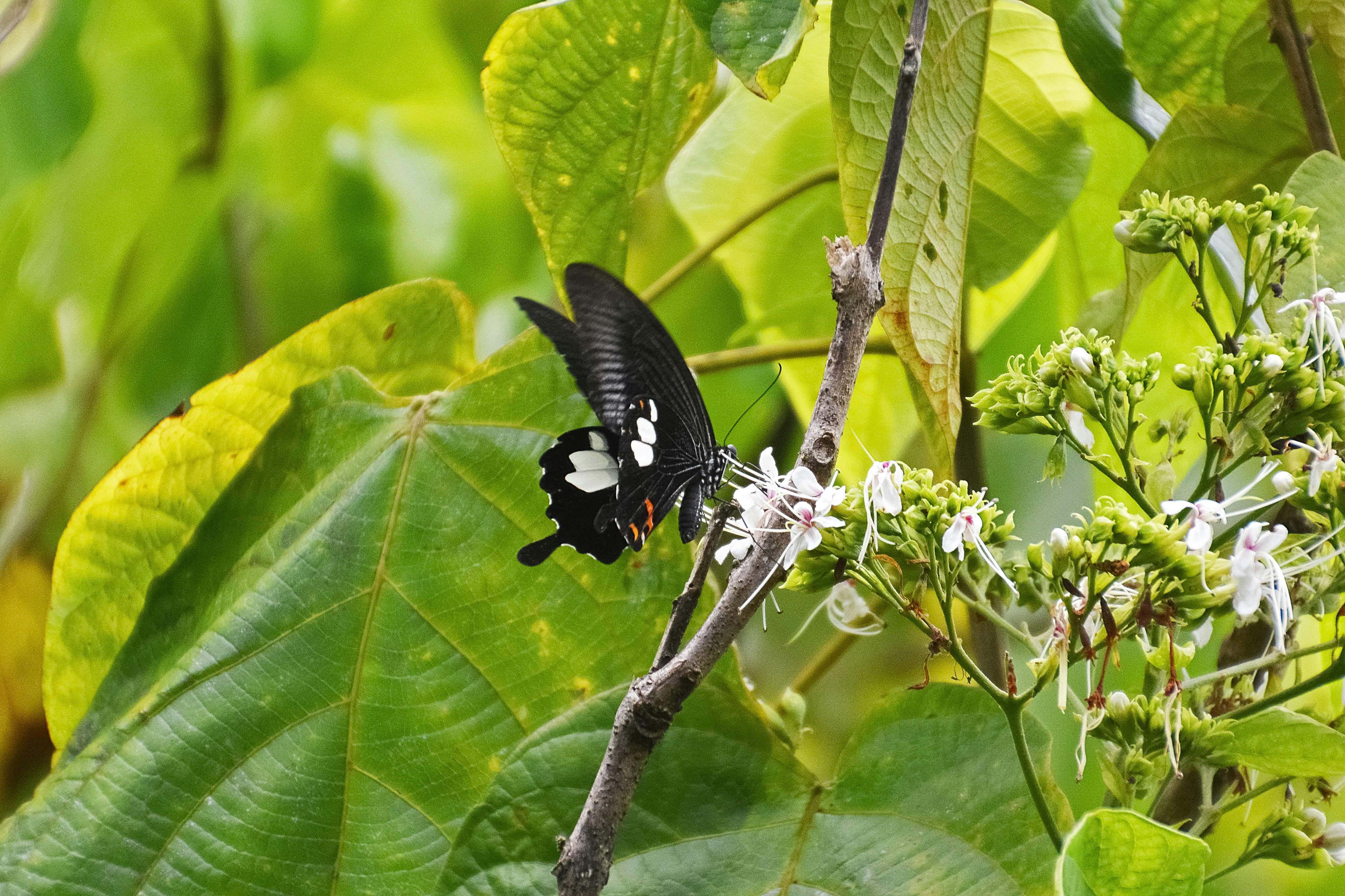 black and white butterfly perched on green leaf during daytime